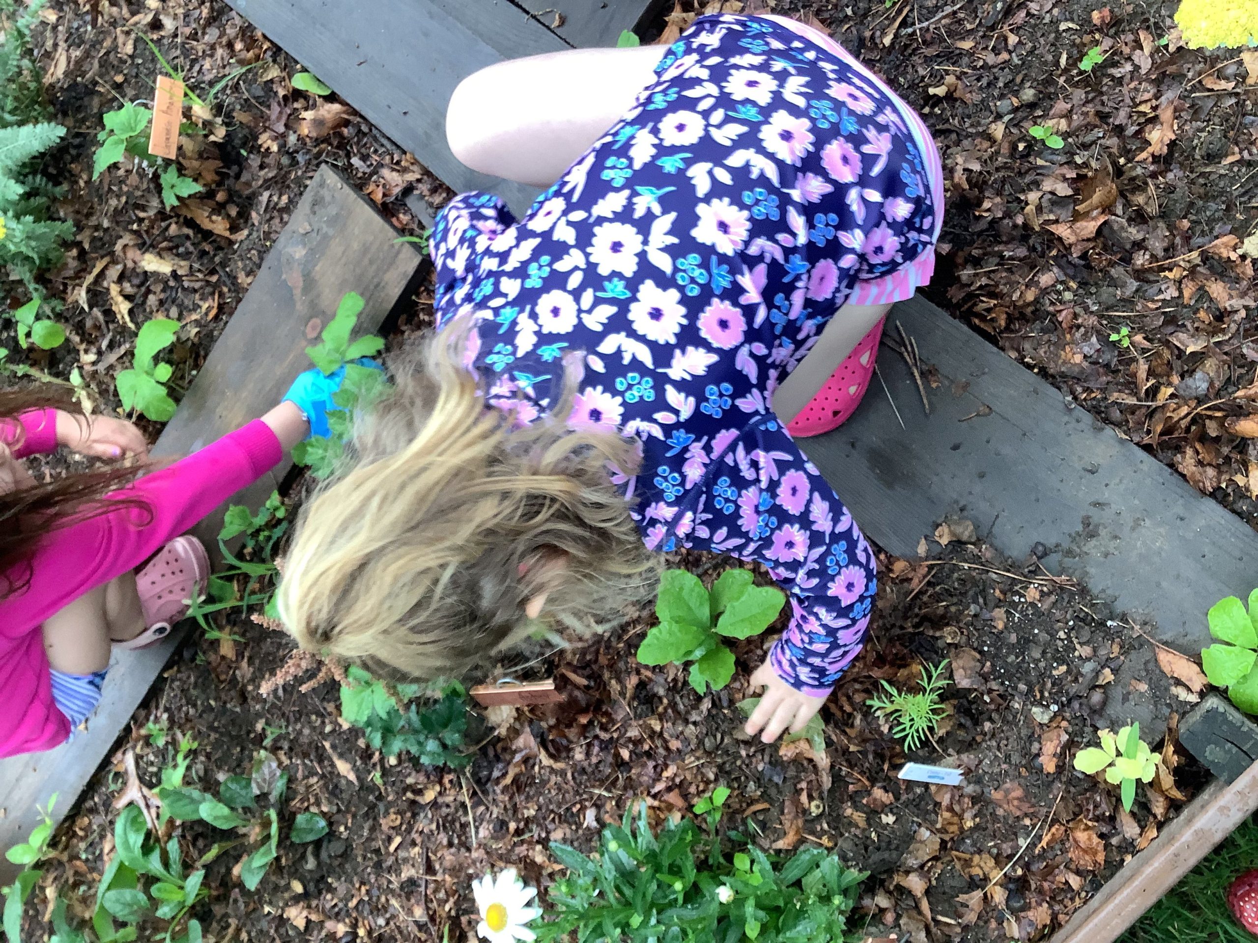 Our garden is blooming!